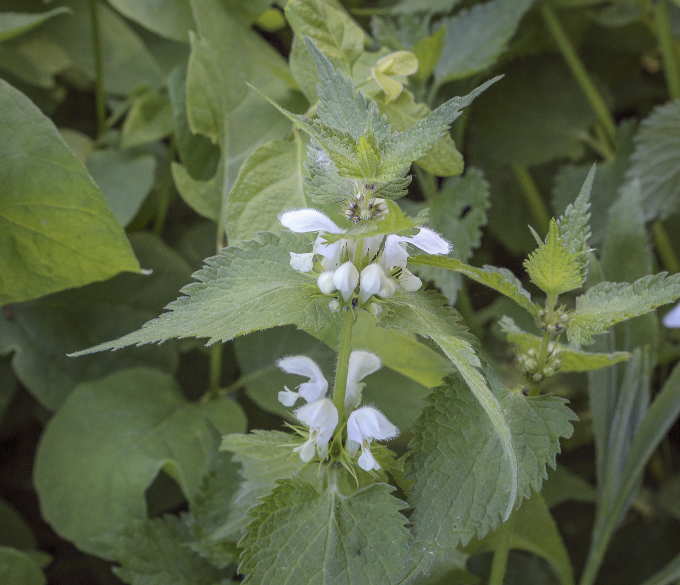 Image of Lamium album specimen.