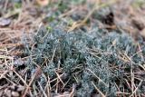 Cladonia furcata. Талломы с апотециями. Республика Татарстан, окр. г. Набережные Челны, Белоусская часть НП «Нижняя Кама» (Челнинское лесничество), на почве в хвойно-мелколиственном лесу. 02.09.2022.