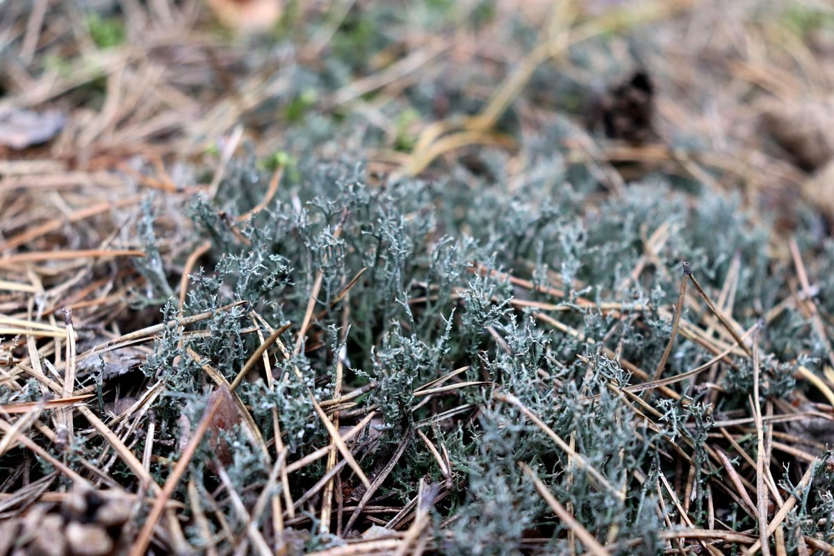 Изображение особи Cladonia furcata.