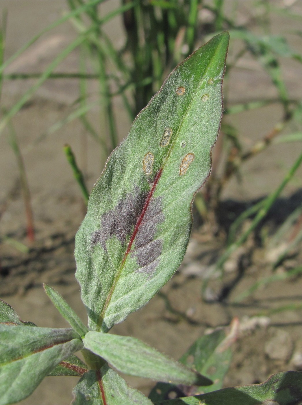 Image of Persicaria lapathifolia specimen.