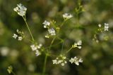 Galium octonarium. Часть соцветия. ДНР, окраина Донецка, балка Бирючья, степной участок бровки. 26.06.2021.