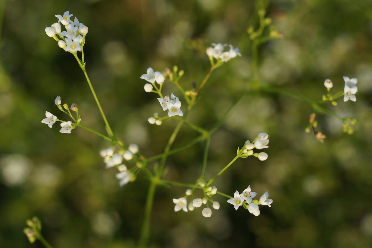 Image of Galium octonarium specimen.