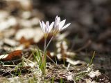Crocus reticulatus