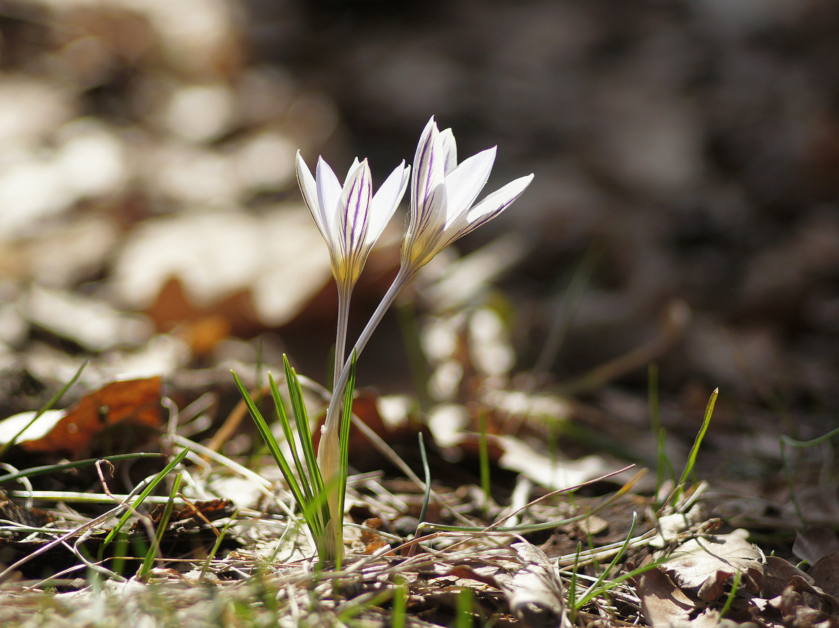 Изображение особи Crocus reticulatus.