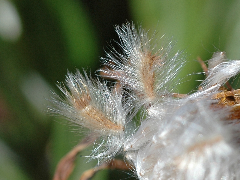 Image of Gazania &times; hybrida specimen.