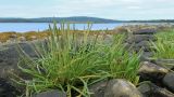 Plantago maritima