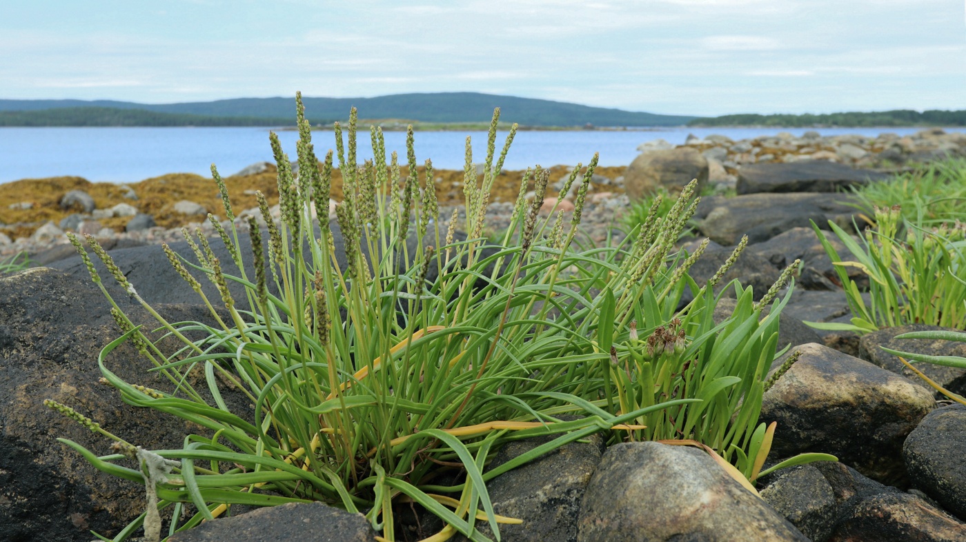 Изображение особи Plantago maritima.