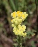 Helichrysum arenarium