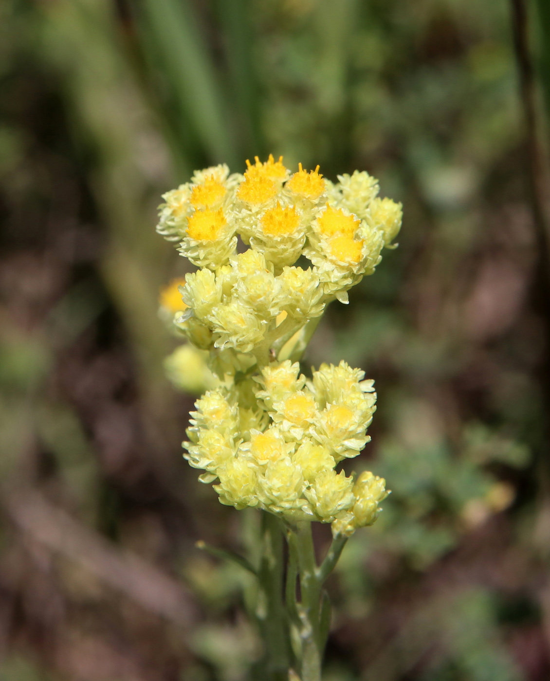 Изображение особи Helichrysum arenarium.