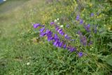 Campanula rapunculoides