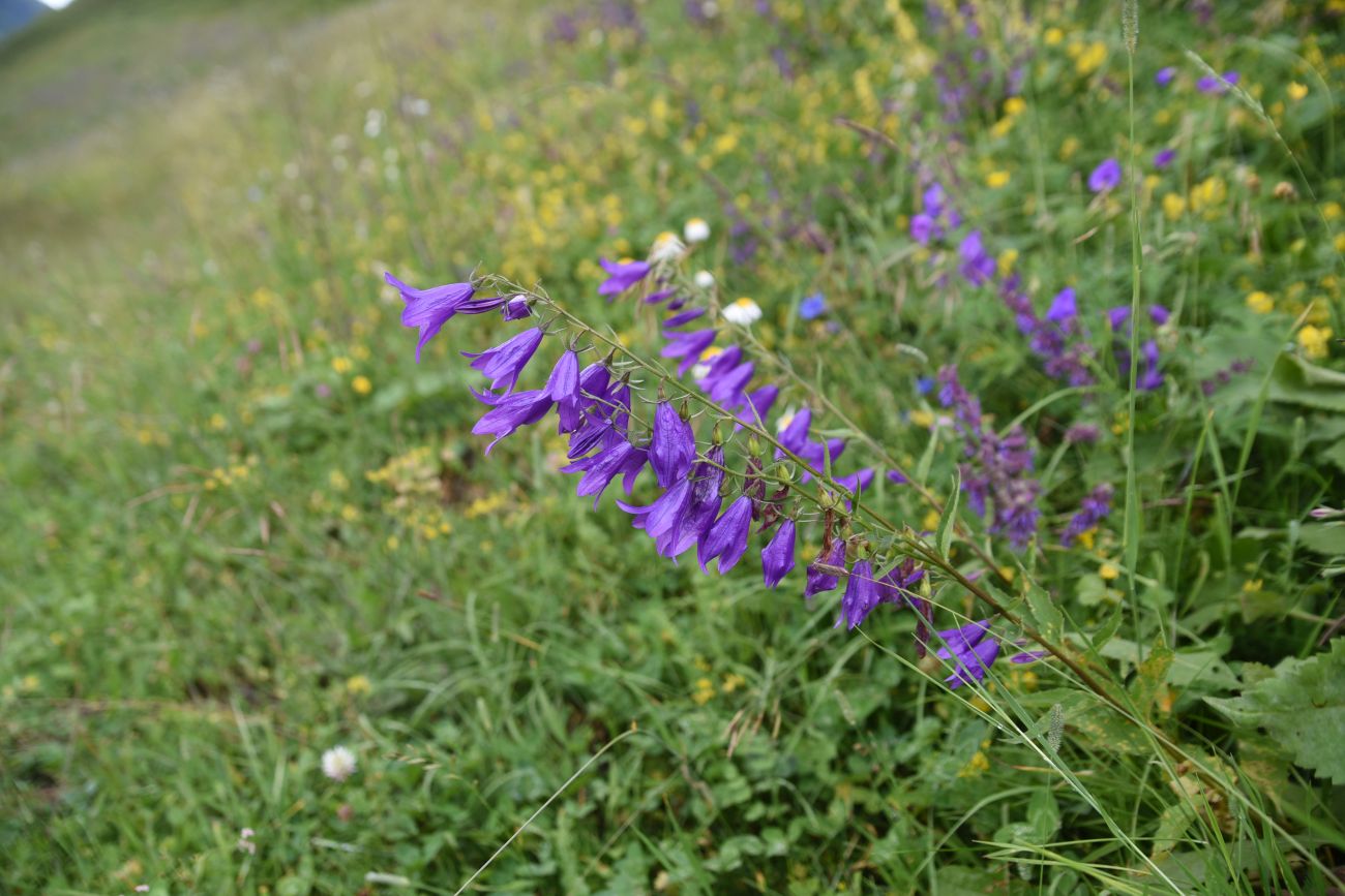 Image of Campanula rapunculoides specimen.