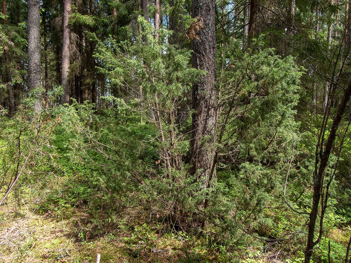 Image of Juniperus communis specimen.