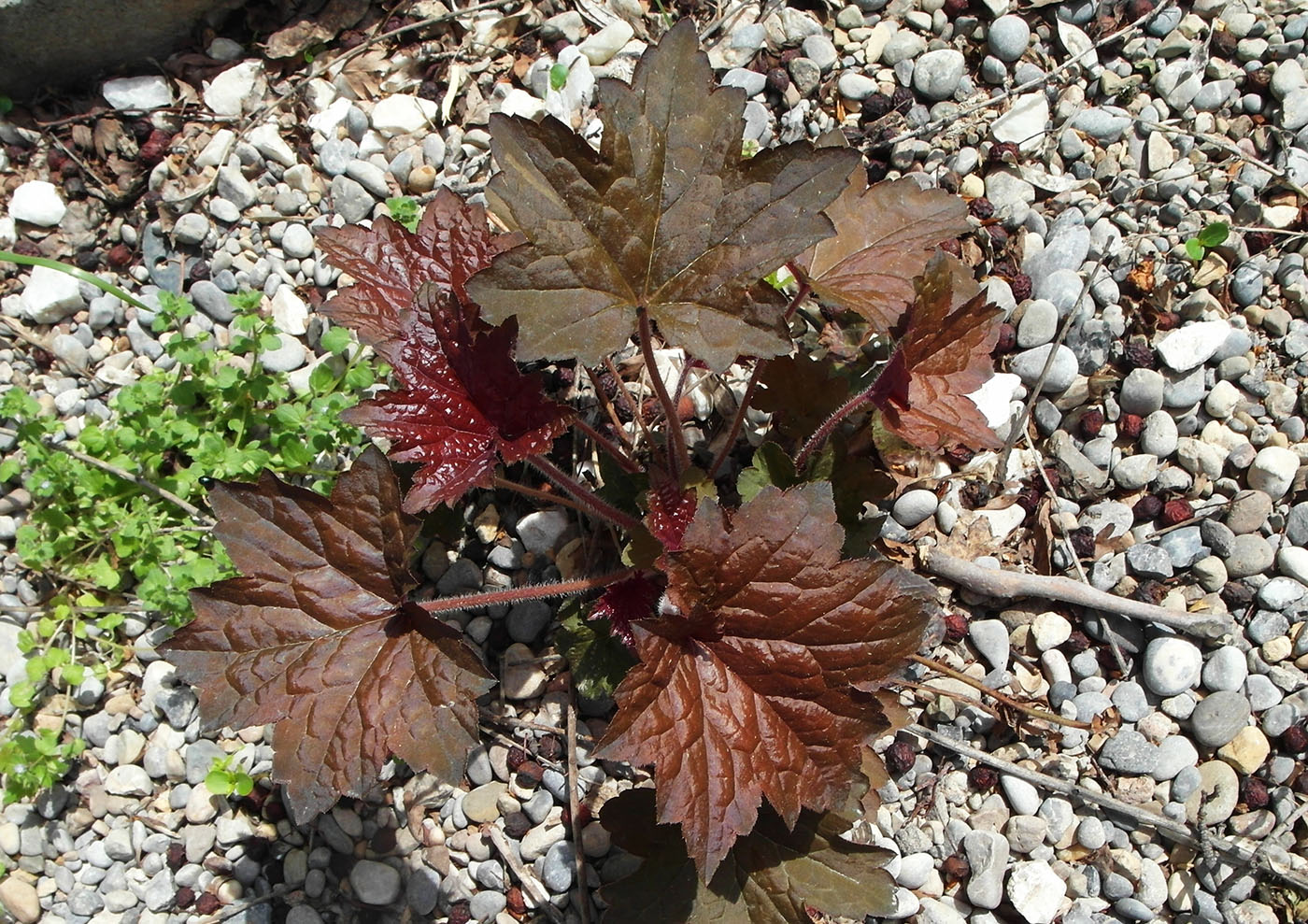 Image of genus Heuchera specimen.