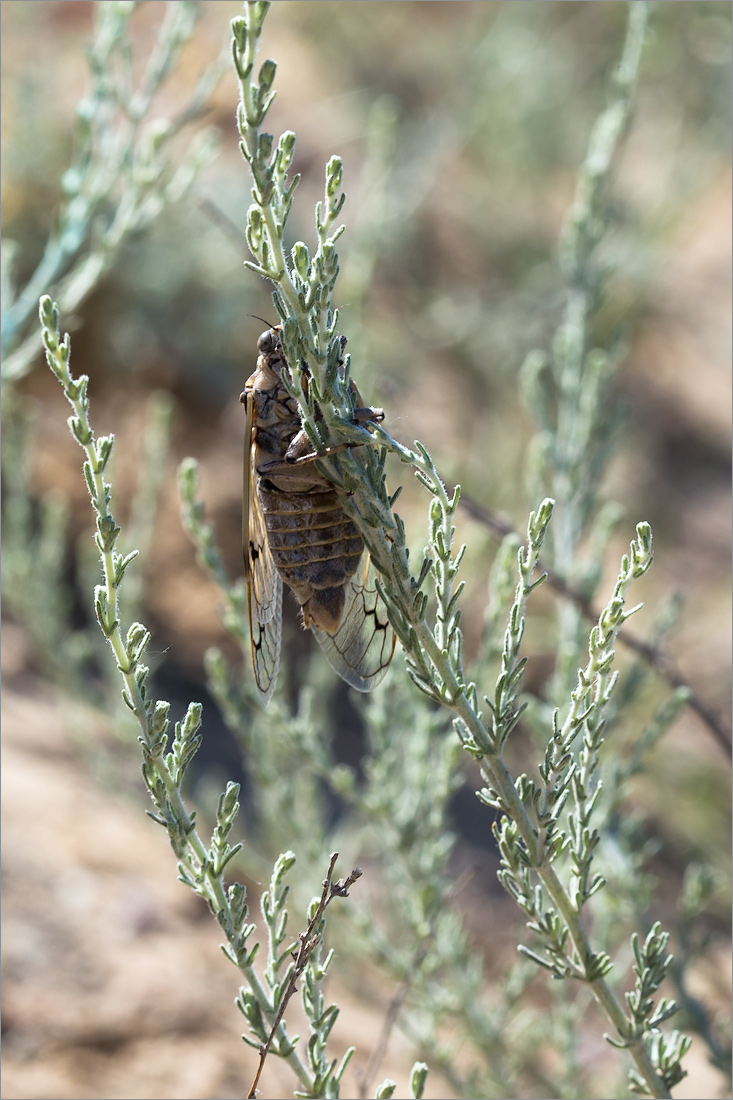 Image of genus Artemisia specimen.