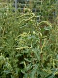 Atriplex tatarica