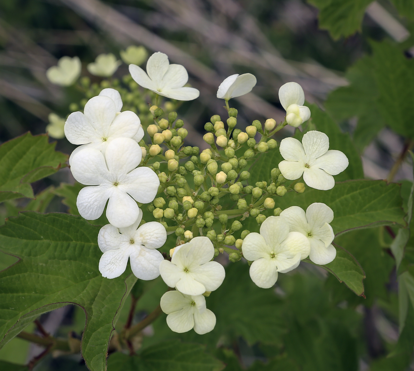 Image of Viburnum opulus specimen.