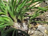 род Allium