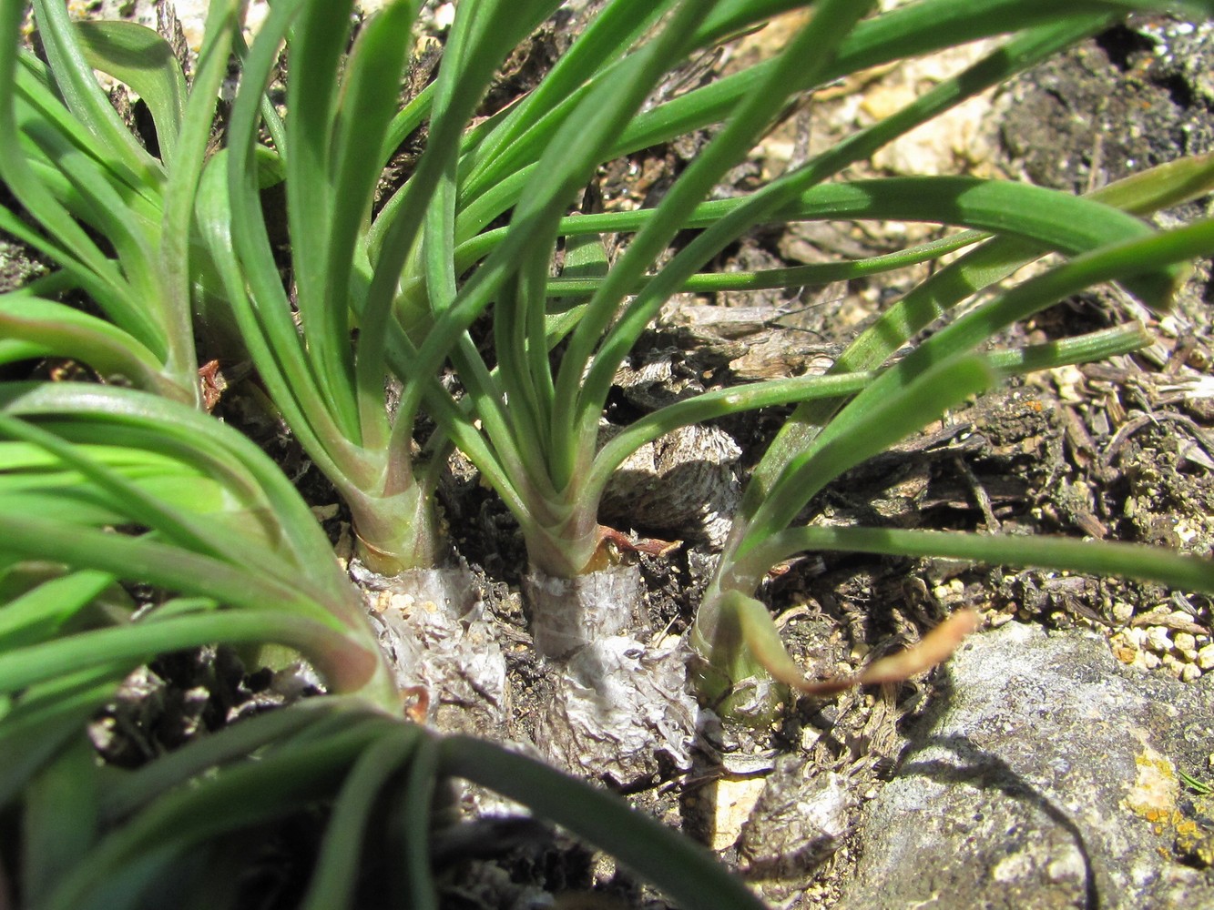 Image of genus Allium specimen.