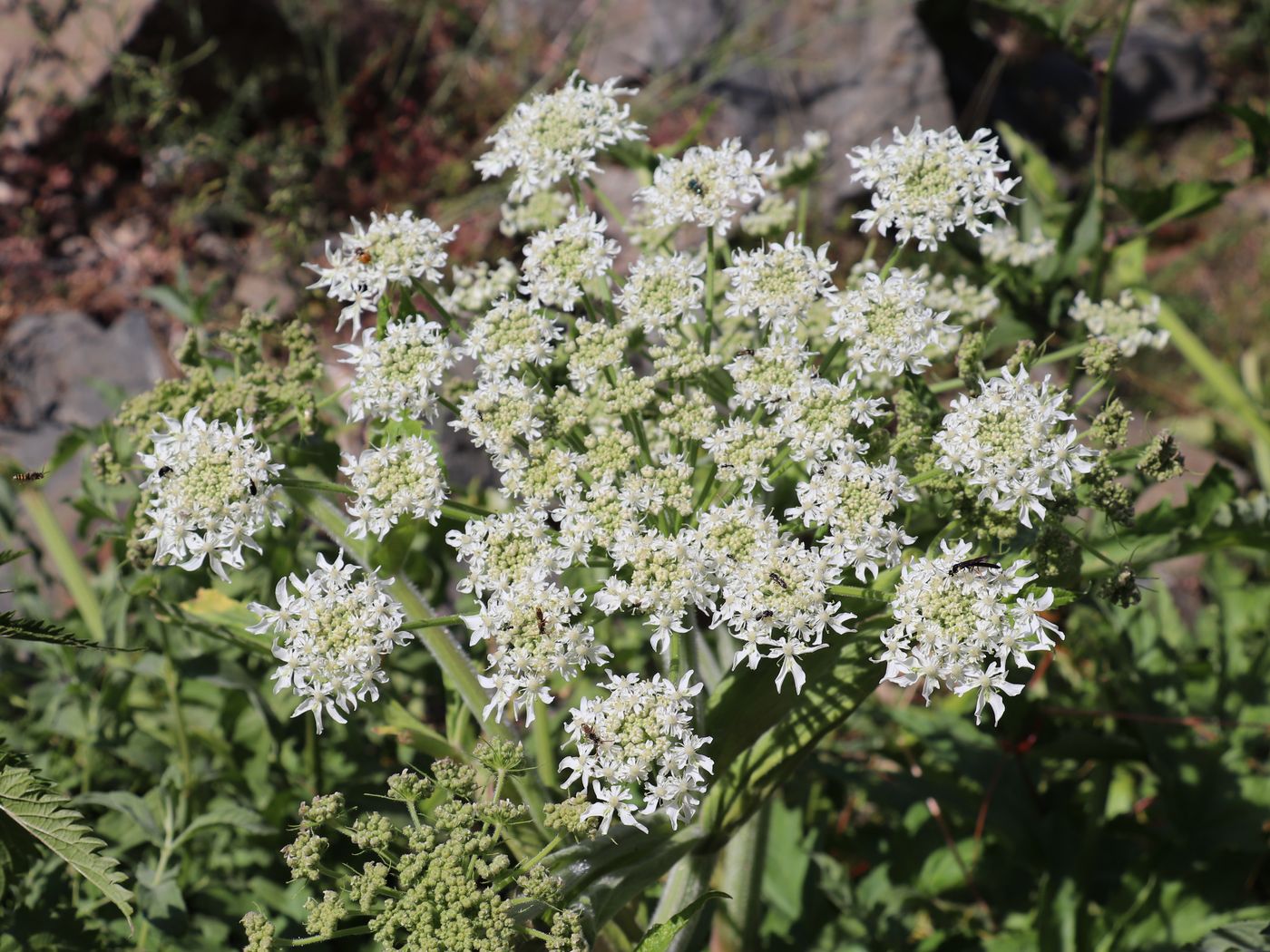 Image of Heracleum lehmannianum specimen.