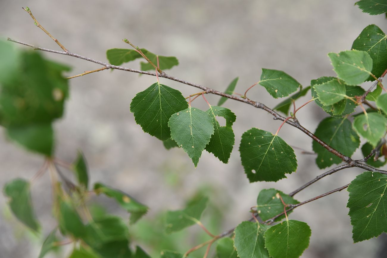 Image of Betula pendula specimen.