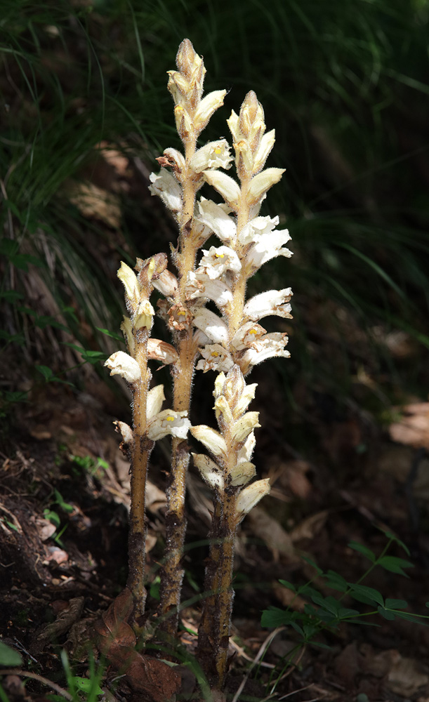 Image of genus Orobanche specimen.