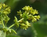 Alchemilla monticola. Соцветие. Приморский край, Шкотовский р-н, окр. с. Анисимовка, на лугу. 18.06.2023.