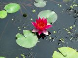 genus Nymphaea