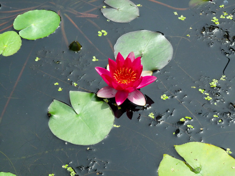 Image of genus Nymphaea specimen.