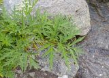 Heracleum freynianum