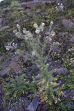 Cirsium echinus. Цветущее растение. Чечня, Итум-Калинский р-н, западный склон северного отрога горы Чархунышкорт, выс. 2350 м н.у.м, каменистый участок. 7 августа 2023 г.