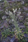 Cirsium echinus