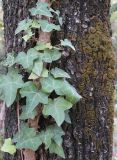 род Hedera