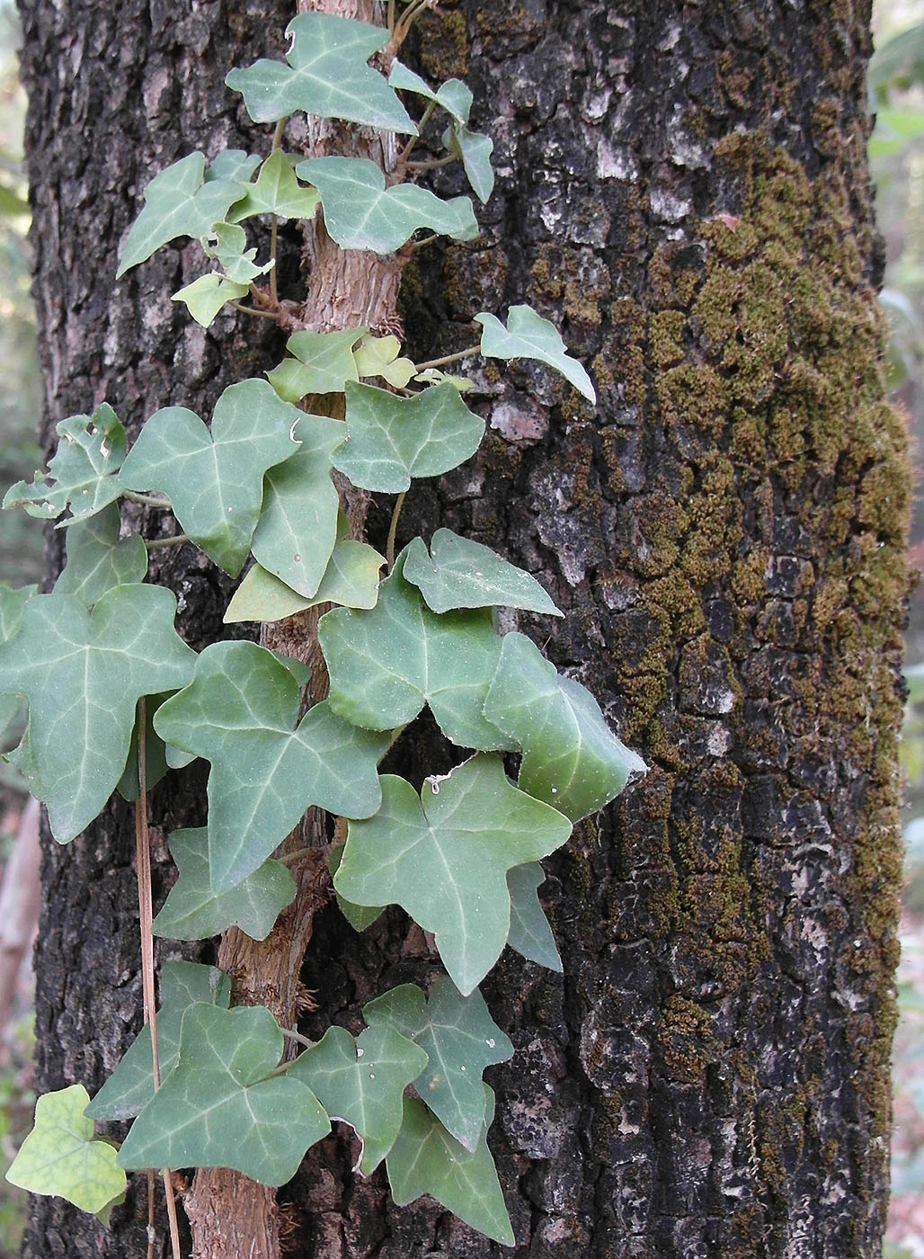 Изображение особи род Hedera.