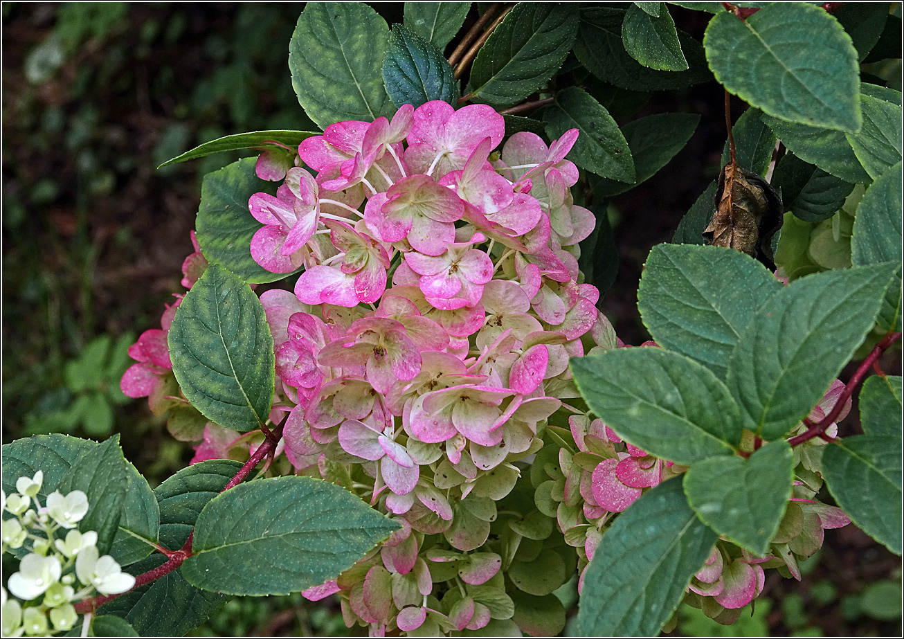 Image of Hydrangea paniculata specimen.