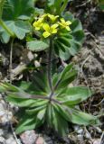 Draba stenocarpa