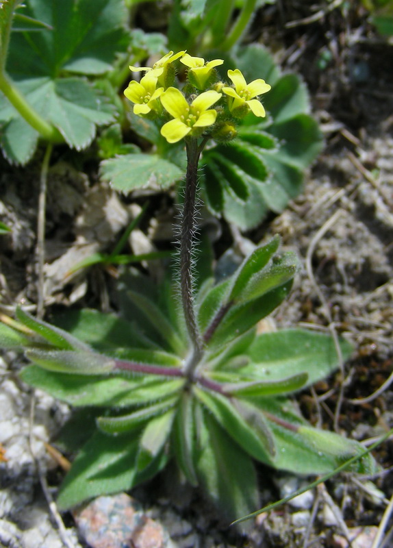 Image of Draba stenocarpa specimen.