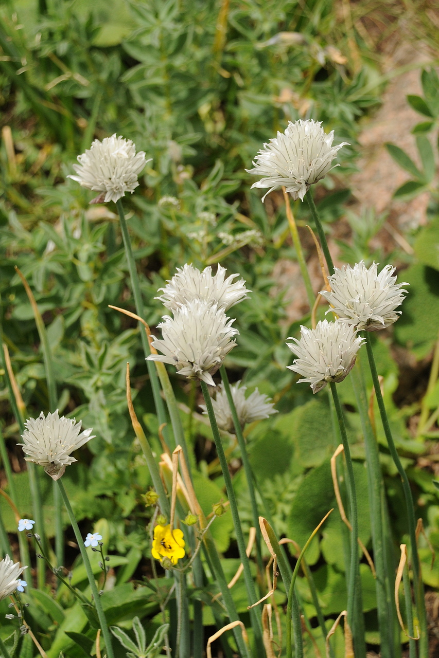 Изображение особи Allium karelinii.