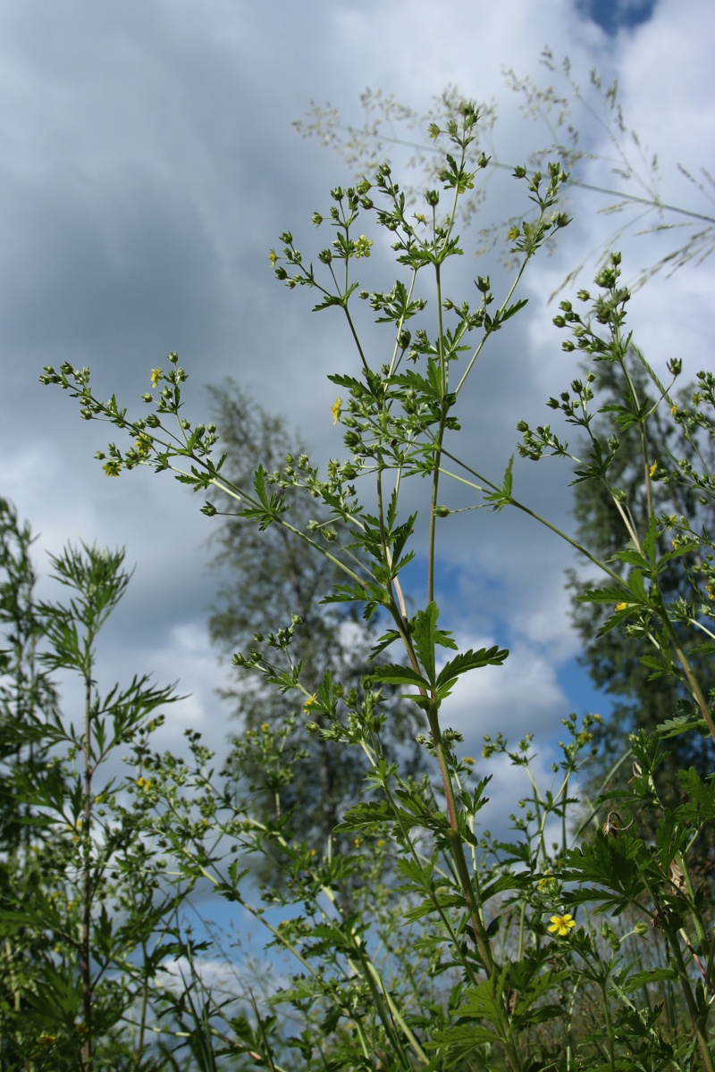 Image of Potentilla intermedia specimen.