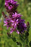 Lythrum salicaria. Часть общего соцветия. Новгородская обл., Новгородский р-н, дер. Юрьево напротив музея «Витославлицы», луг (бывший сенокос?) среди леса. 24.07.2023.