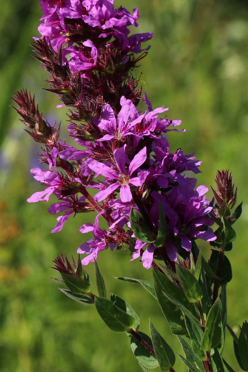 Image of Lythrum salicaria specimen.