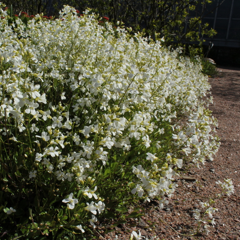 Image of familia Brassicaceae specimen.