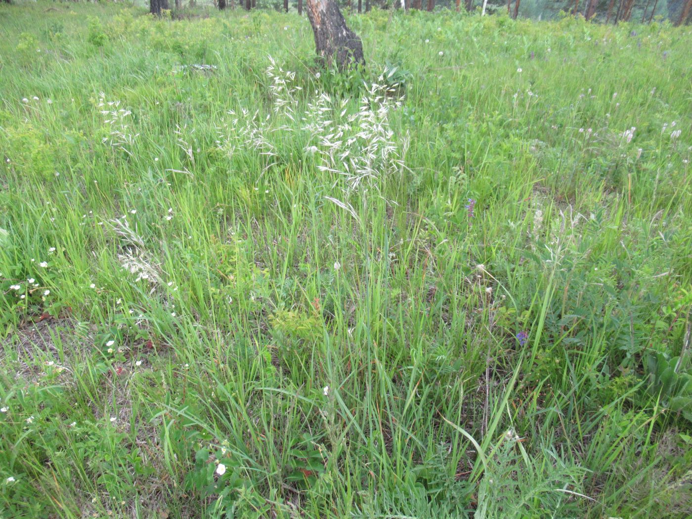 Изображение особи Helictotrichon pubescens.