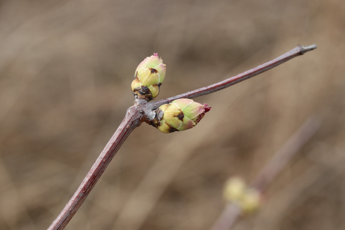 Image of genus Sambucus specimen.