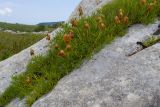 Trifolium polyphyllum