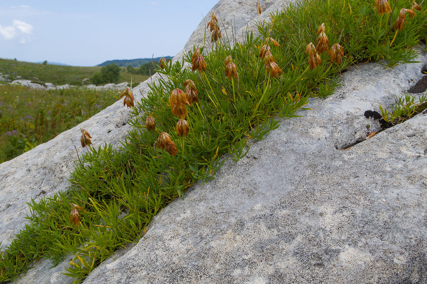 Изображение особи Trifolium polyphyllum.