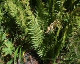 Dryopteris filix-mas