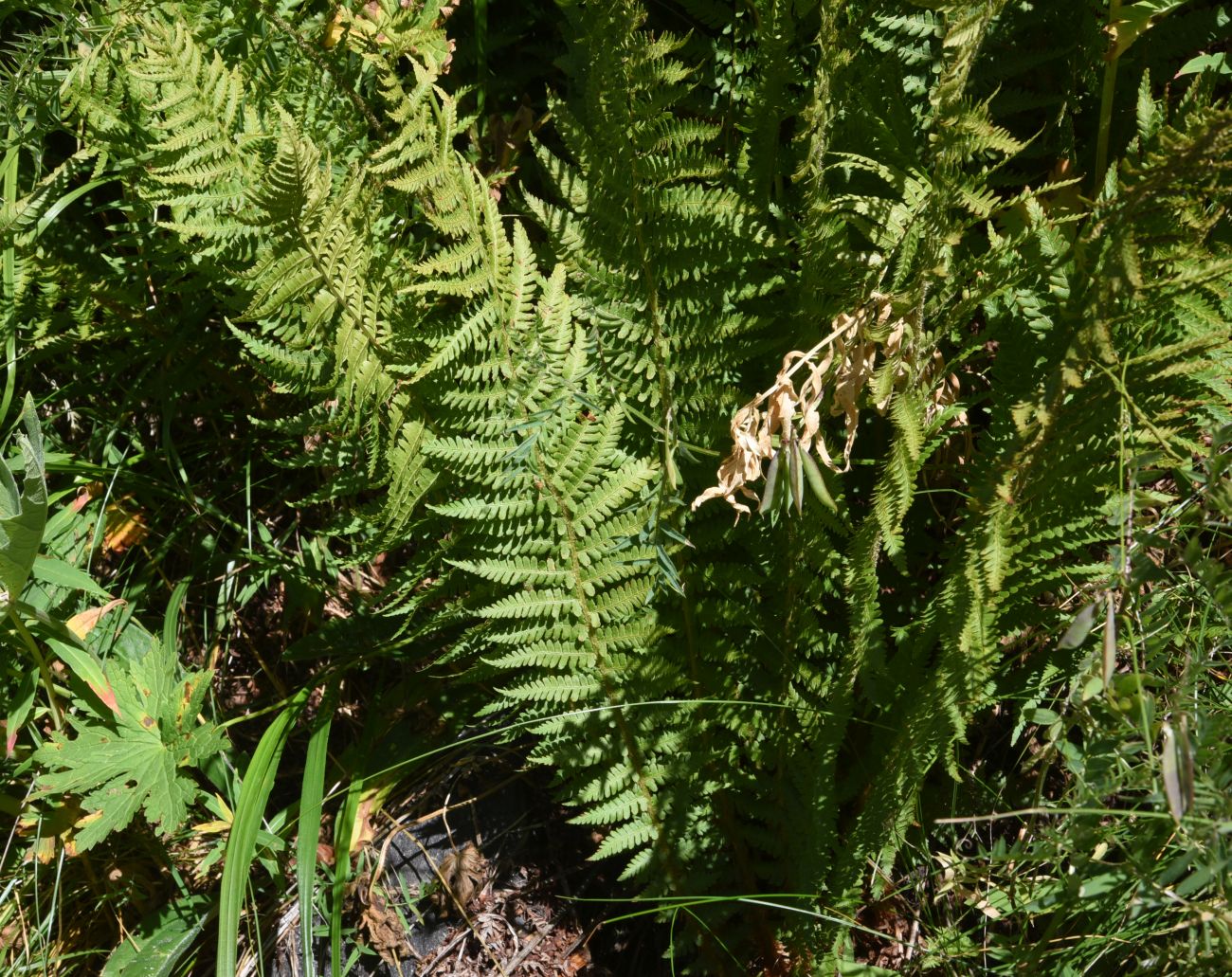 Image of Dryopteris filix-mas specimen.