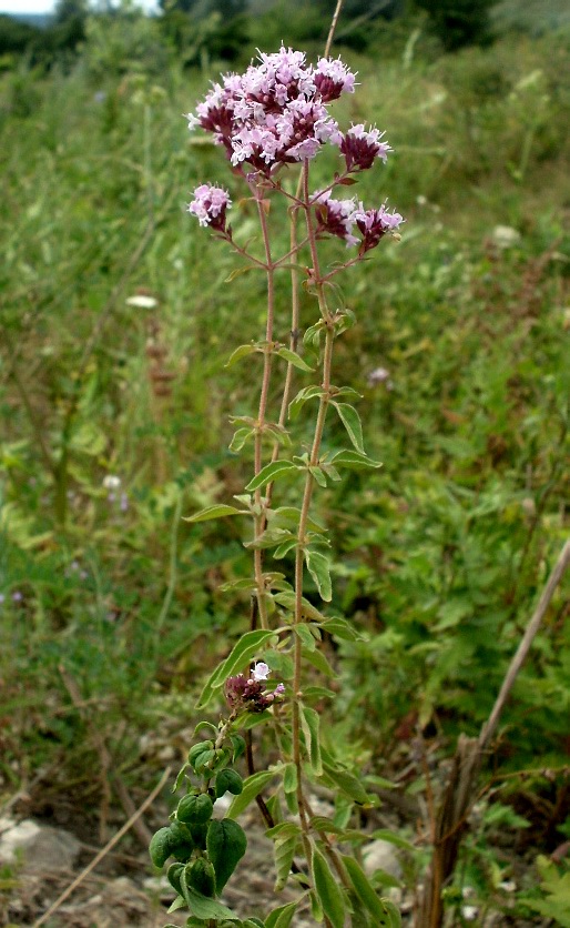 Изображение особи Origanum vulgare.