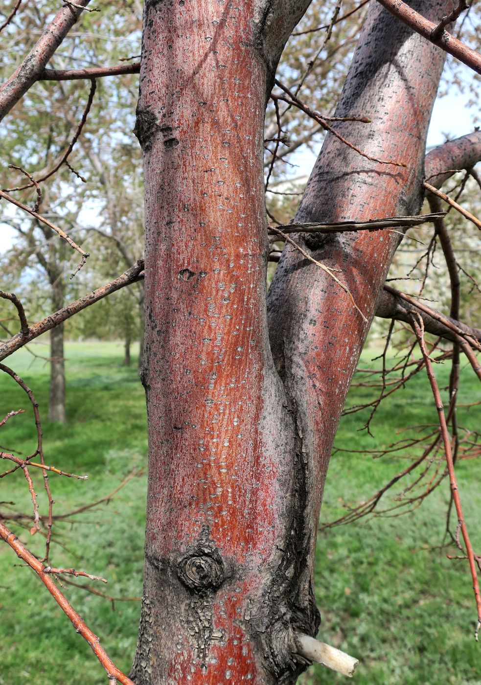 Image of genus Tilia specimen.