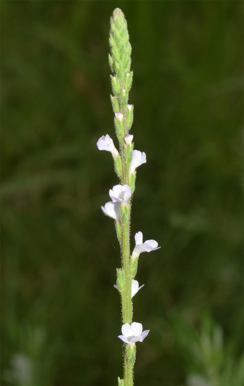 Image of Verbena officinalis specimen.